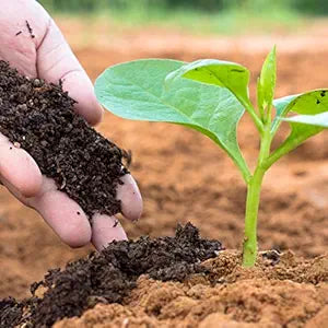 Vermicompost (Organic Manure)