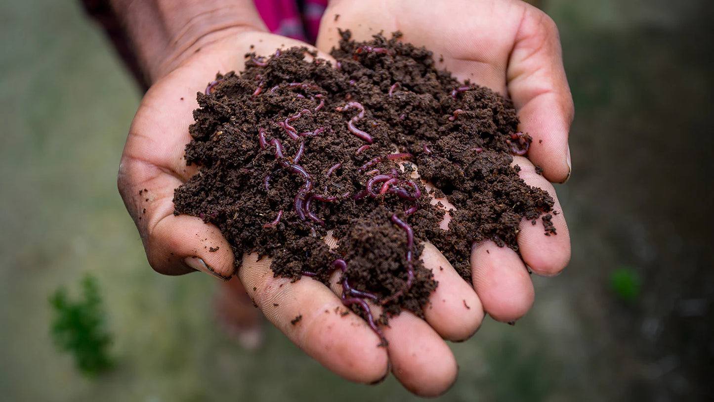 Vermicompost (Organic Manure)