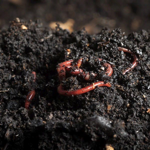 Vermicompost (Organic Manure)